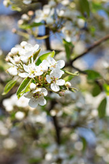 Cherry blossoms on a branch in the sunshine. Tonning photo