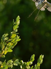 The heron departing from a shot