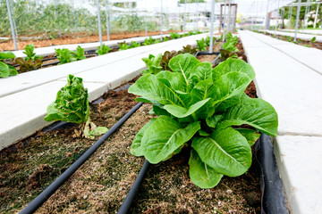 Fresh Green Cos Lettuce/ Butter Head in farm