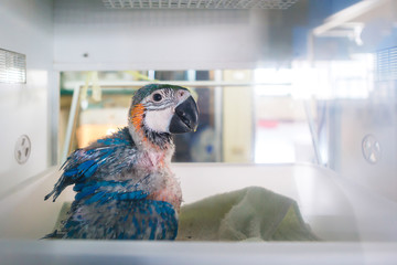 Baby macaws parrot in incubators. © phanthit malisuwan