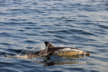 Obraz premium Dolphin, swimming in the ocean and hunting for fish.