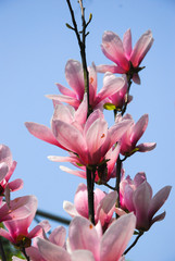 The beautiful mangnolia flower in garden