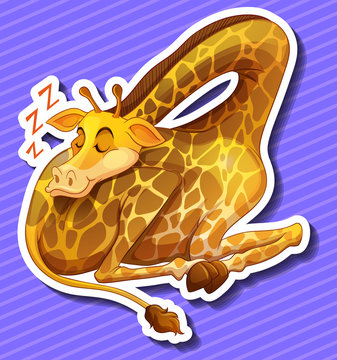 Cute giraffe sleeping alone