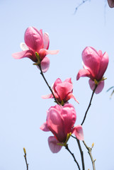 The beautiful mangnolia flower in garden