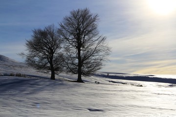 arbres en hiver