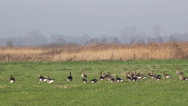 wild geese standing on the field and looking for food