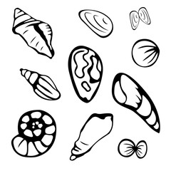 Seashells set. Vector isolated illustration.