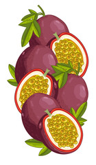 Passion Fruit Isolated, Passion Fruit Vector. Composition of Passion Fruit on white background. Juicy Passion Fruit, Passion Fruit Slice. Organic food, citrus fruit. Natural food. 