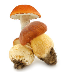 boletus and leccinum aurantiacum isolated on white