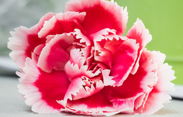 closeup of carnation flower