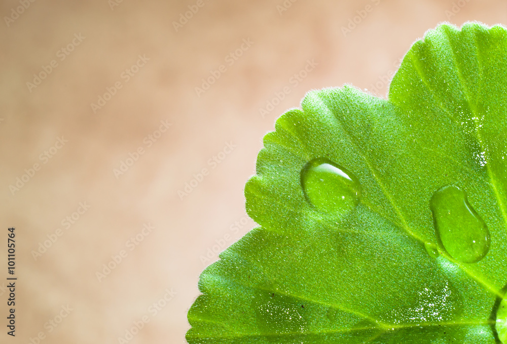 Wall mural macro leaf with raindrops background with copyspace