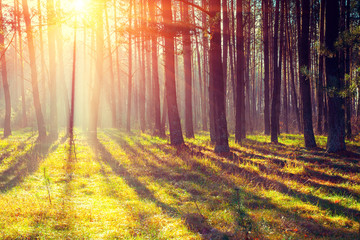 Fototapeta premium Pine forest in the morning