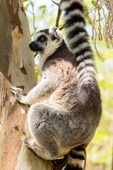 lemur sitting on a tree.