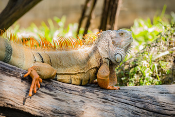 Naklejka premium Green Iguana on wood