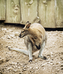 Red-necked wallaby or Bennett's wallaby (Macropus rufogriseus)