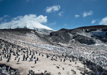 Huge colony og Macaroni penguins with snowy mountain and blue sky in the background, Zavodovski...