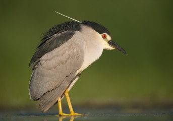 Black crowned night heron standing in the water, fishing, clean green background, Hungary, Europe