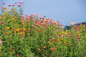 Straw flower field