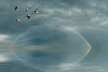 Rainbow and cranes