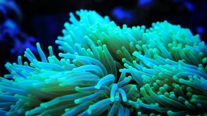 Fototapeta na wymiar Torch Coral (Euphyllia glabrescens) 