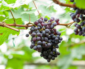 grapes farm