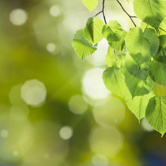 Fototapeta na wymiar Nature green background with branch