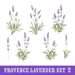 Set of lavender flowers elements