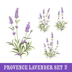 Set of lavender flowers elements