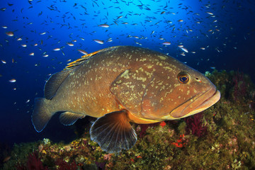 Medes Islands grouper