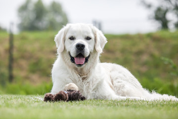 Golden Retriever in der Natur