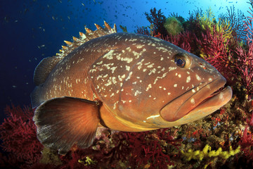 Medes Islands grouper