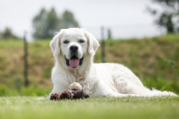 Golden Retriever in der Natur