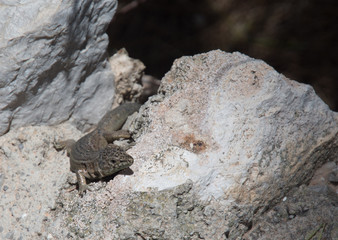 Dragonera lizards Podarcis lilfordi