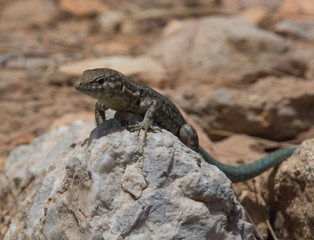 Dragonera lizards Podarcis lilfordi