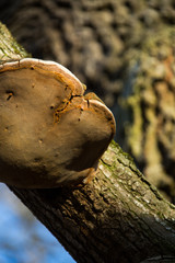 Eichenhain im Abendlicht