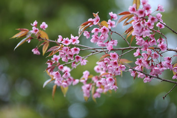Cherry blossom , pink sakura flower
