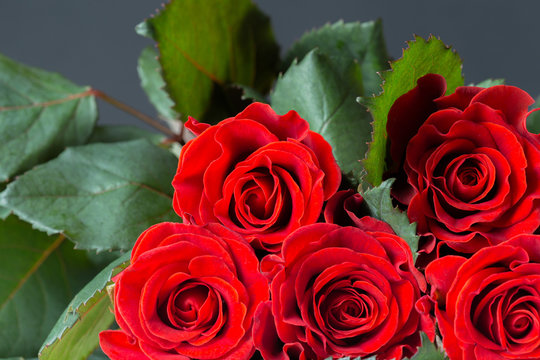 Beautiful red rose, gift