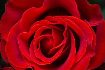 Beautiful red rose