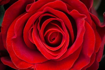 Beautiful red rose