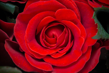 Beautiful red rose