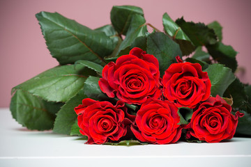 Beautiful red rose
