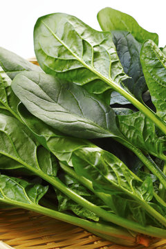 ほうれん草　Spinach