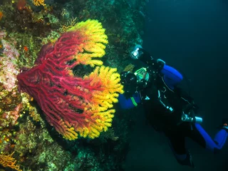 Fotobehang Duiken Onderwaterfotograaf maakt een foto van een koraal