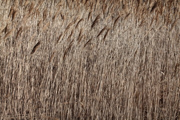 Reeds lit up by the sun