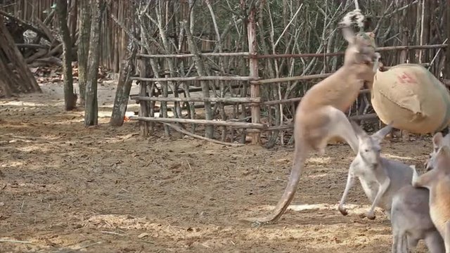 Boxing Kangaroos With Sack