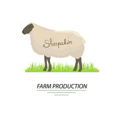Fototapeta premium Illustration of sheep. Sheepskin and farm production, vector.