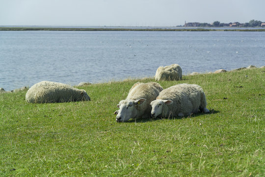 Zwei liegende Schafe auf Fehmarn