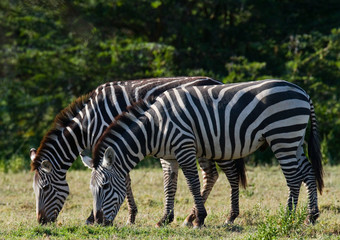 Fototapeta na wymiar Two zebras in the savanna. Kenya. Tanzania. National Park. Serengeti. Maasai Mara. An excellent illustration.