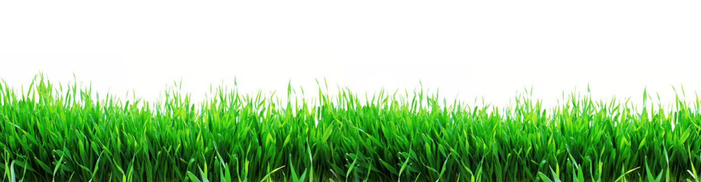 panoramic image of green grass on a white background