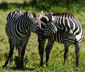Fototapeta premium Two zebras in the savanna. Kenya. Tanzania. National Park. Serengeti. Maasai Mara. An excellent illustration.